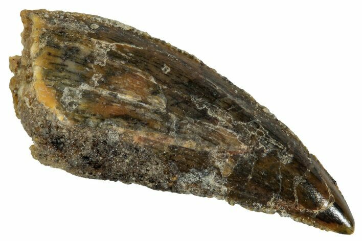 Bargain, Raptor Tooth - Real Dinosaur Tooth #275067
